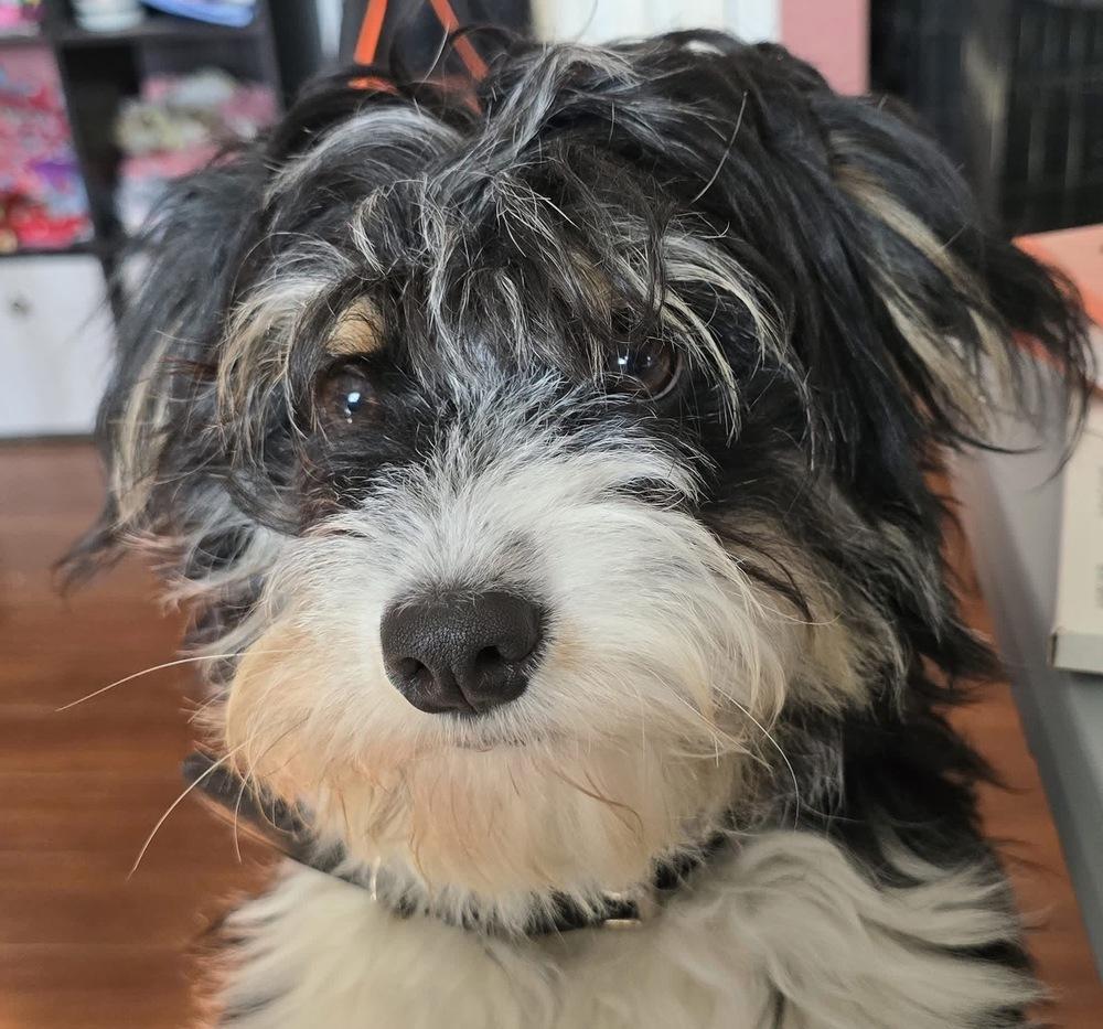 Enlarge Baxter, a Adoptable mixed breed in Woodbridge, VA image 1/5