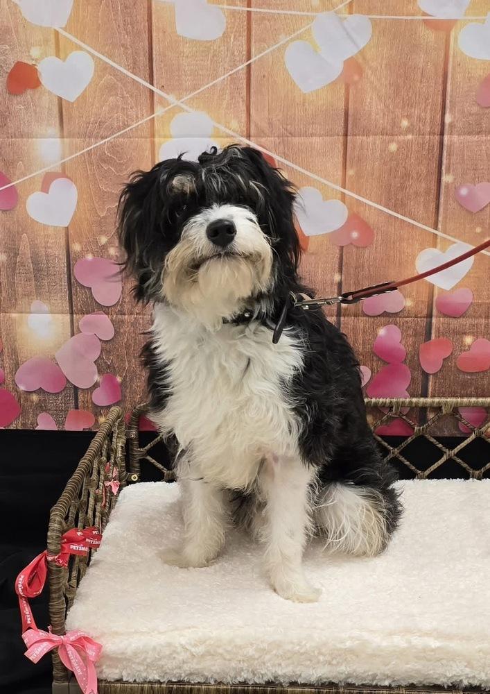 Enlarge Baxter, a Adoptable mixed breed in Woodbridge, VA image 2/5