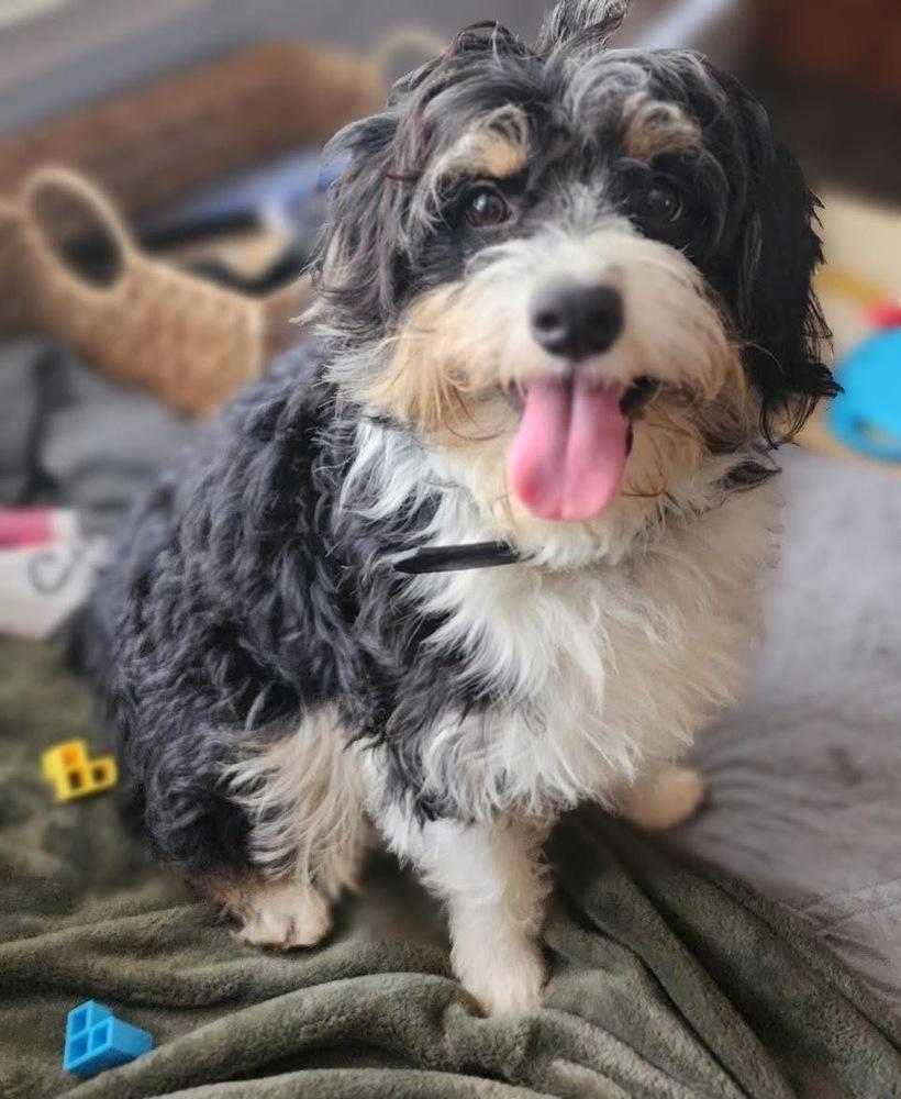 Enlarge Baxter, a Adoptable mixed breed in Woodbridge, VA image 3/5