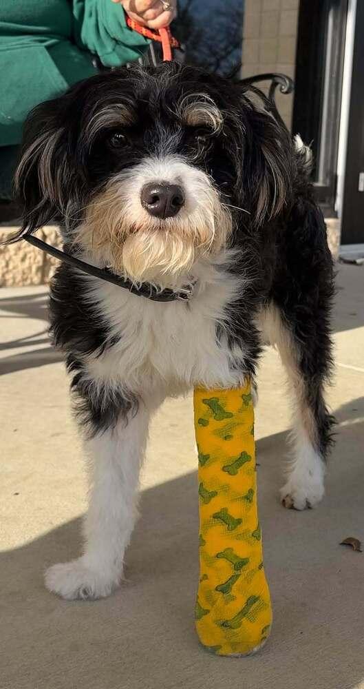 Enlarge Baxter, a Adoptable mixed breed in Woodbridge, VA image 5/5