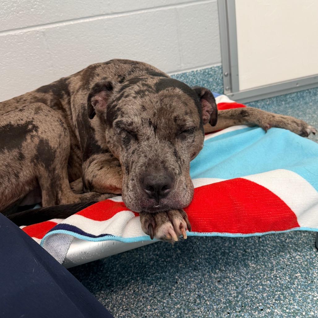 Enlarge Mocha, a Adoptable Catahoula Leopard Dog in Greensboro, NC image 1/3