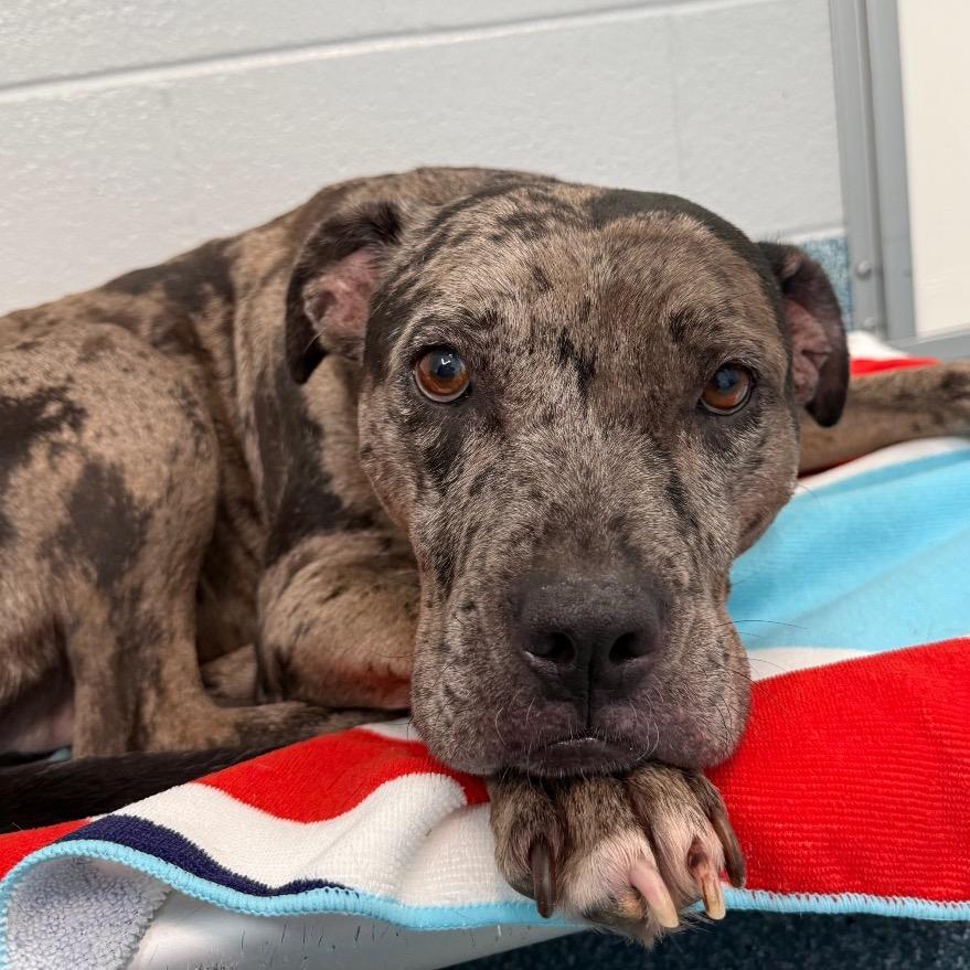 Enlarge Mocha, a Adoptable Catahoula Leopard Dog in Greensboro, NC image 2/3