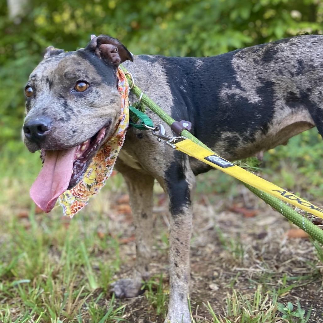 Enlarge Mocha, a Adoptable Catahoula Leopard Dog in Greensboro, NC image 3/3