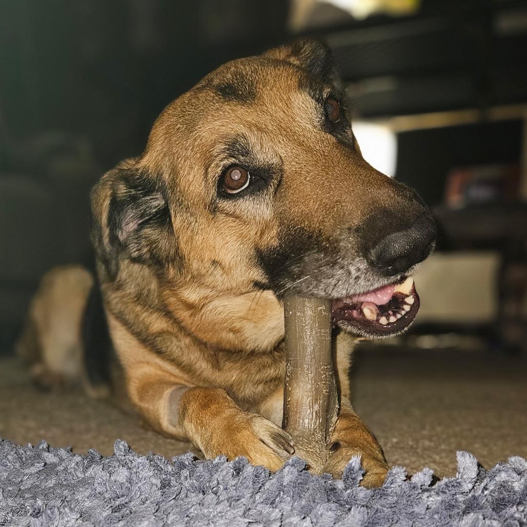 Stella 1/08/2026, Adoptable, Adult Female German Shepherd Dog.