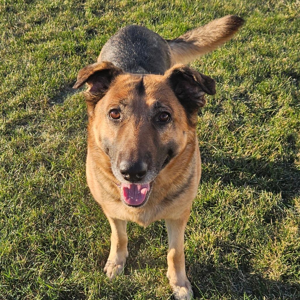Stella- CCCR dog, a Adoptable German Shepherd Dog in Van Horne, IA image 2/6