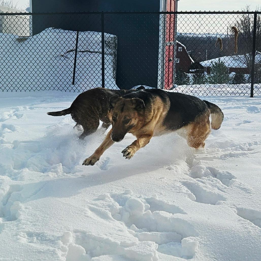 Stella- CCCR dog, a Adoptable German Shepherd Dog in Van Horne, IA image 3/6