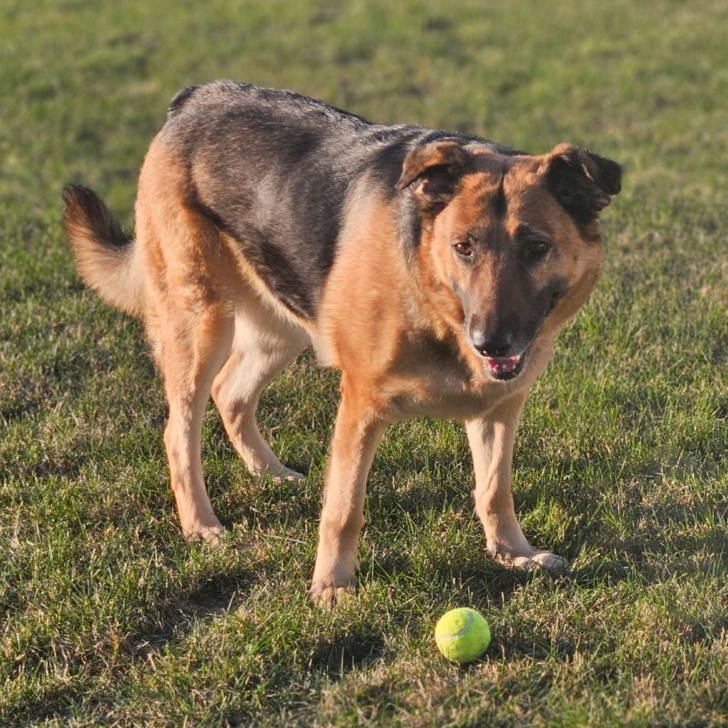 Stella- CCCR dog, a Adoptable German Shepherd Dog in Van Horne, IA image 4/6