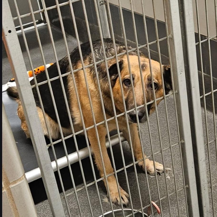 Stella- CCCR dog, a Adoptable German Shepherd Dog in Van Horne, IA image 5/6