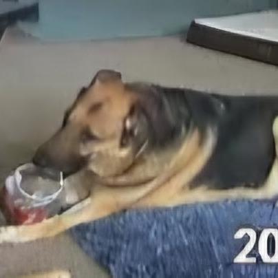 Stella- CCCR dog, a Adoptable German Shepherd Dog in Van Horne, IA image 6/6