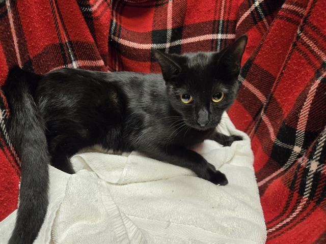 Enlarge SPOOKY, a Adoptable Domestic Short Hair in Winter Haven, FL image 1/1