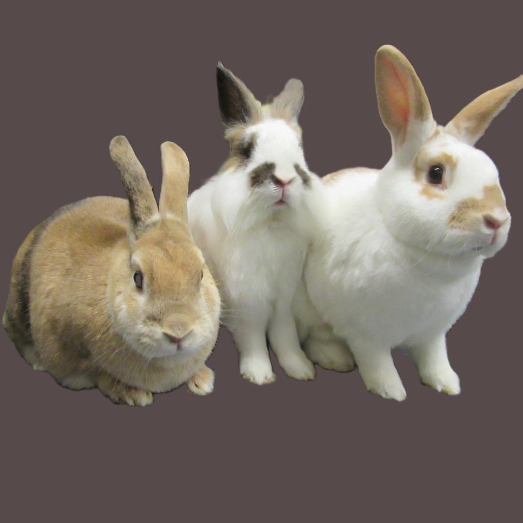 Gilligan, Adoptable, Adult Male Lionhead.