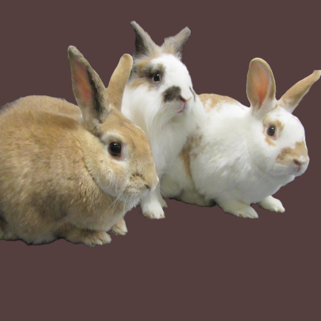 Enlarge Gilligan, a Adoptable Lionhead in Newport, PA image 2/4