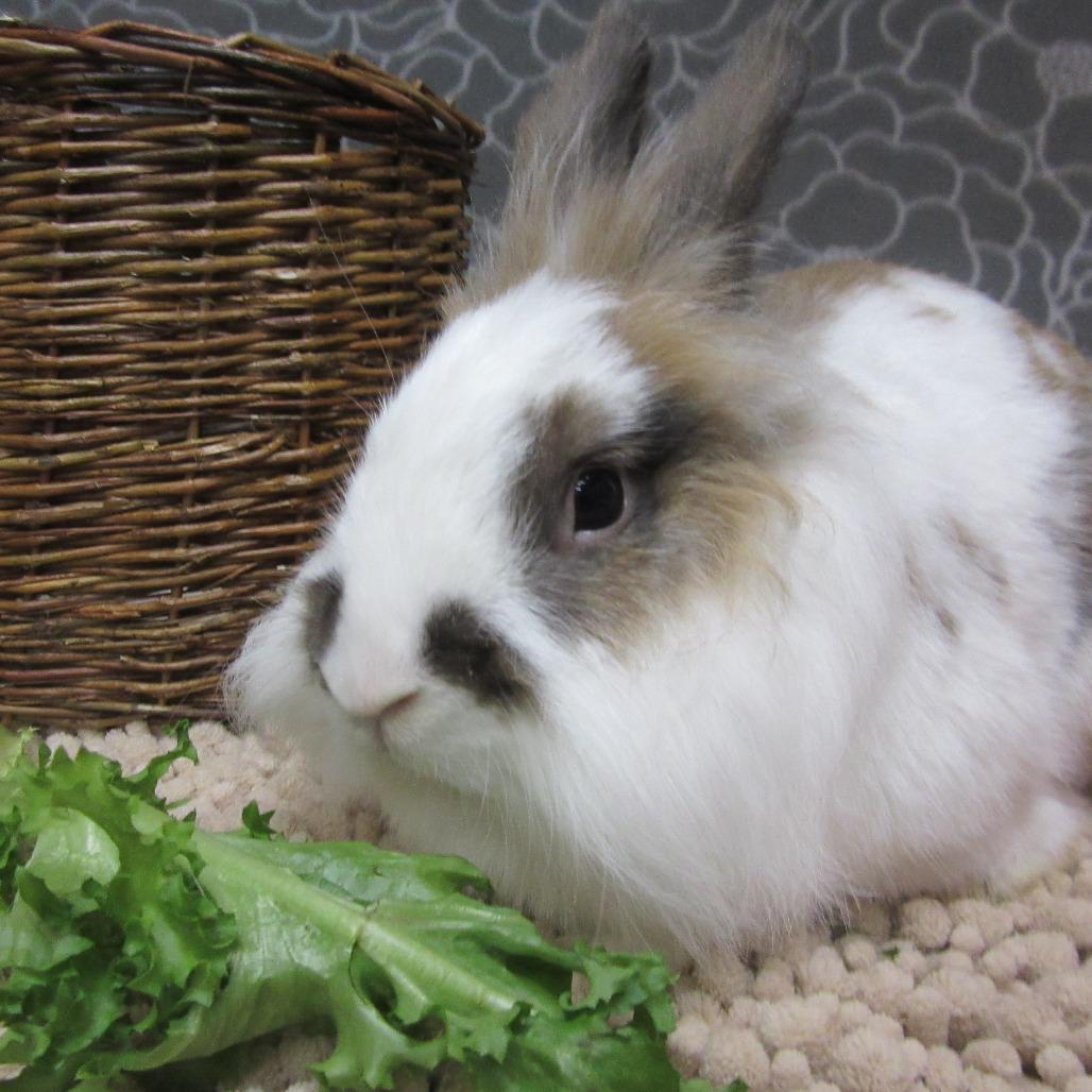 Enlarge Gilligan, a Adoptable Lionhead in Newport, PA image 3/4