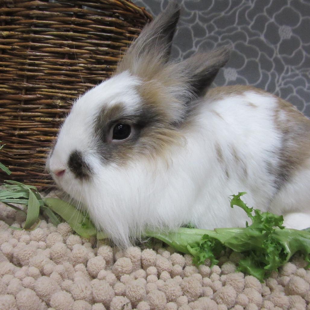 Enlarge Gilligan, a Adoptable Lionhead in Newport, PA image 4/4