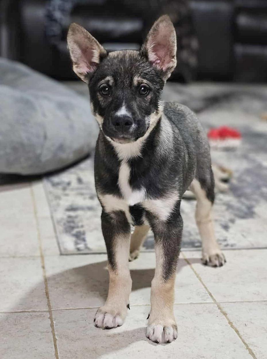 Enlarge Sergei (Russian litter), a ADOPTABLE mixed breed in Silvana, WA image 3/6