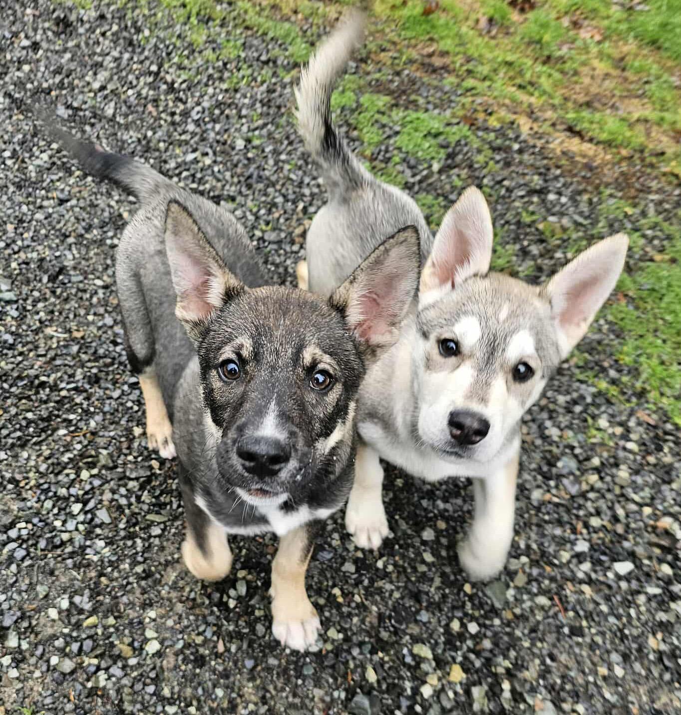 Enlarge Sergei (Russian litter), a ADOPTABLE mixed breed in Silvana, WA image 4/6
