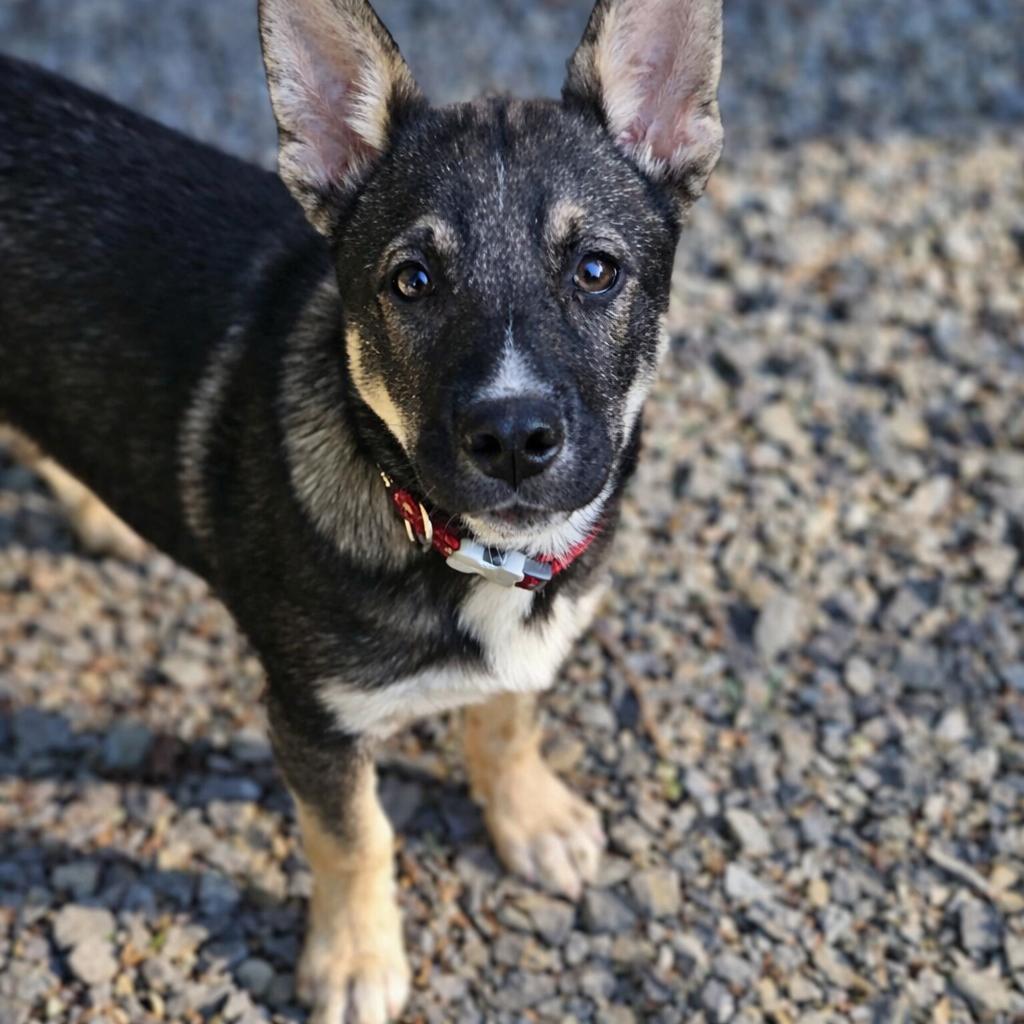 Sergei (Russian litter), ADOPTABLE, Puppy Male Husky.