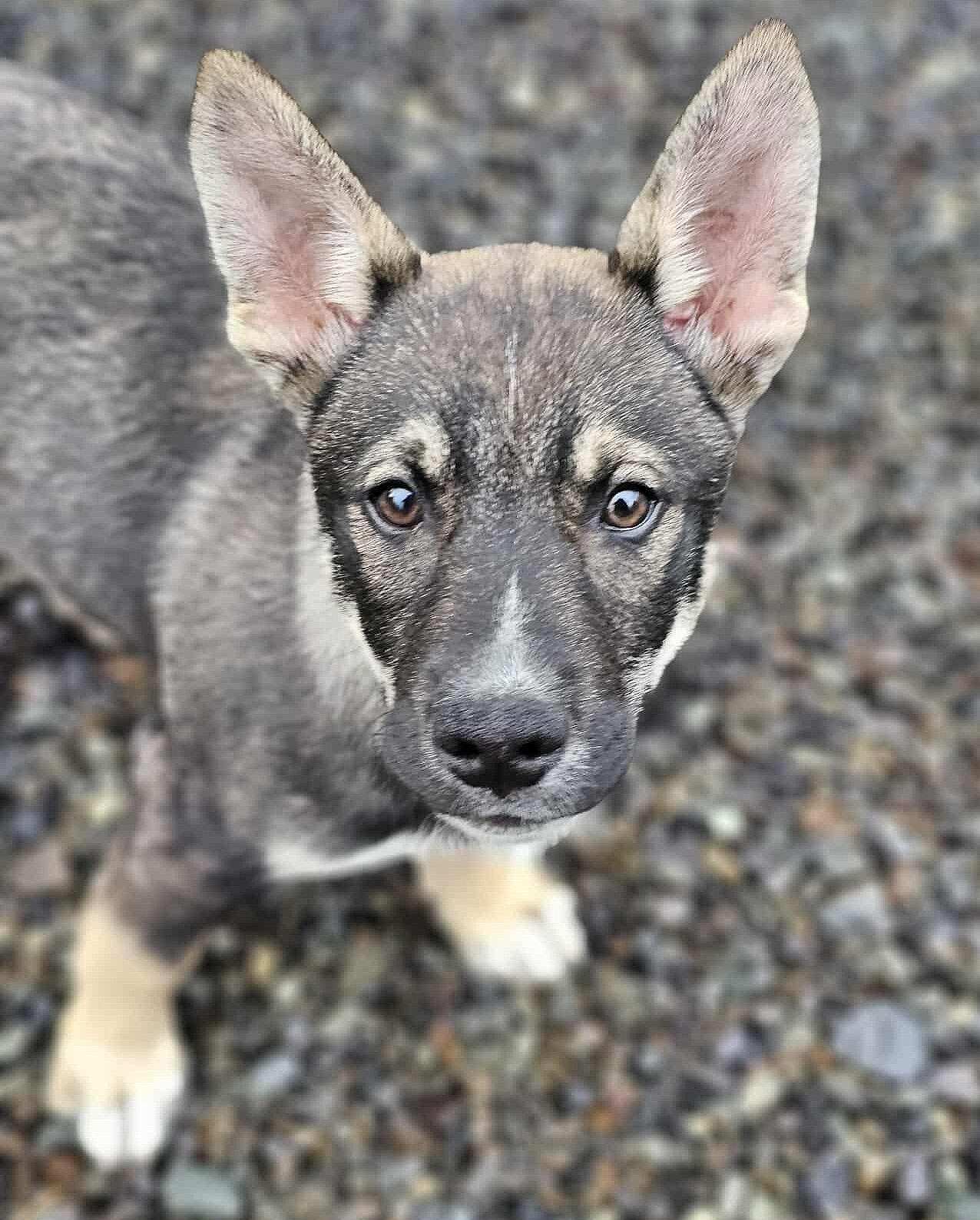 Enlarge Sergei (Russian litter), a ADOPTABLE mixed breed in Silvana, WA image 2/6