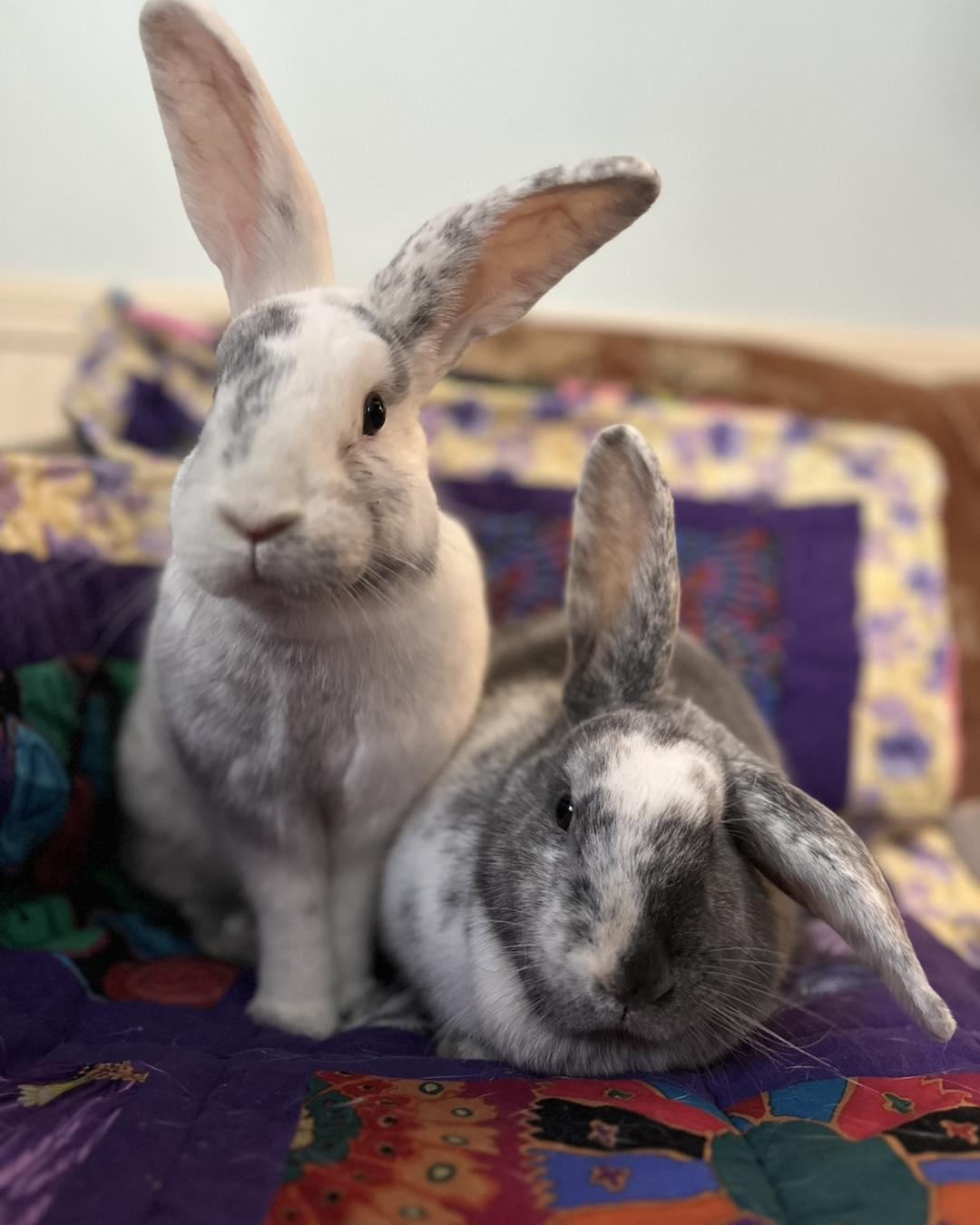 Enlarge Annabelle *bonded to Algernon*, an adopted mixed breed in Norway, ME image 4/4