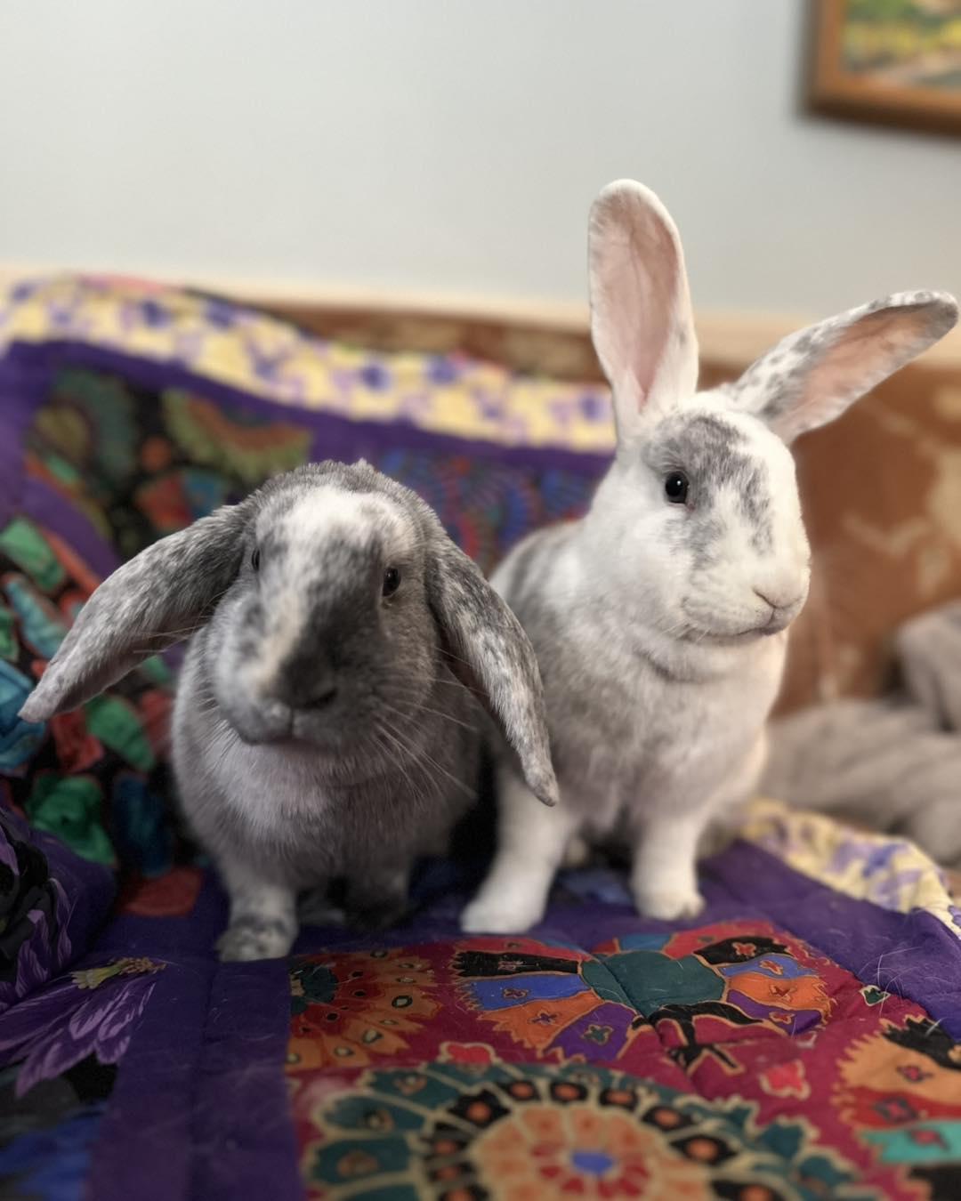 Annabelle *bonded to Algernon*, adopted, Young Female Bunny Rabbit.