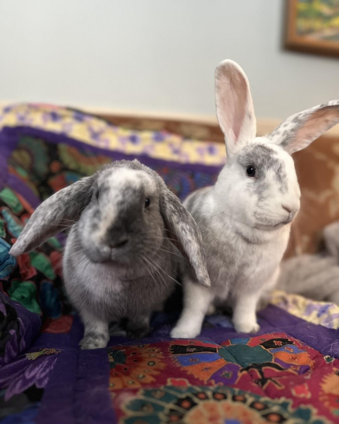 Enlarge Annabelle *bonded to Algernon*, an adopted mixed breed in Norway, ME image 3/4