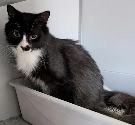 Enlarge Milo, a Adoptable Domestic Short Hair in Anoka, MN image 1/1