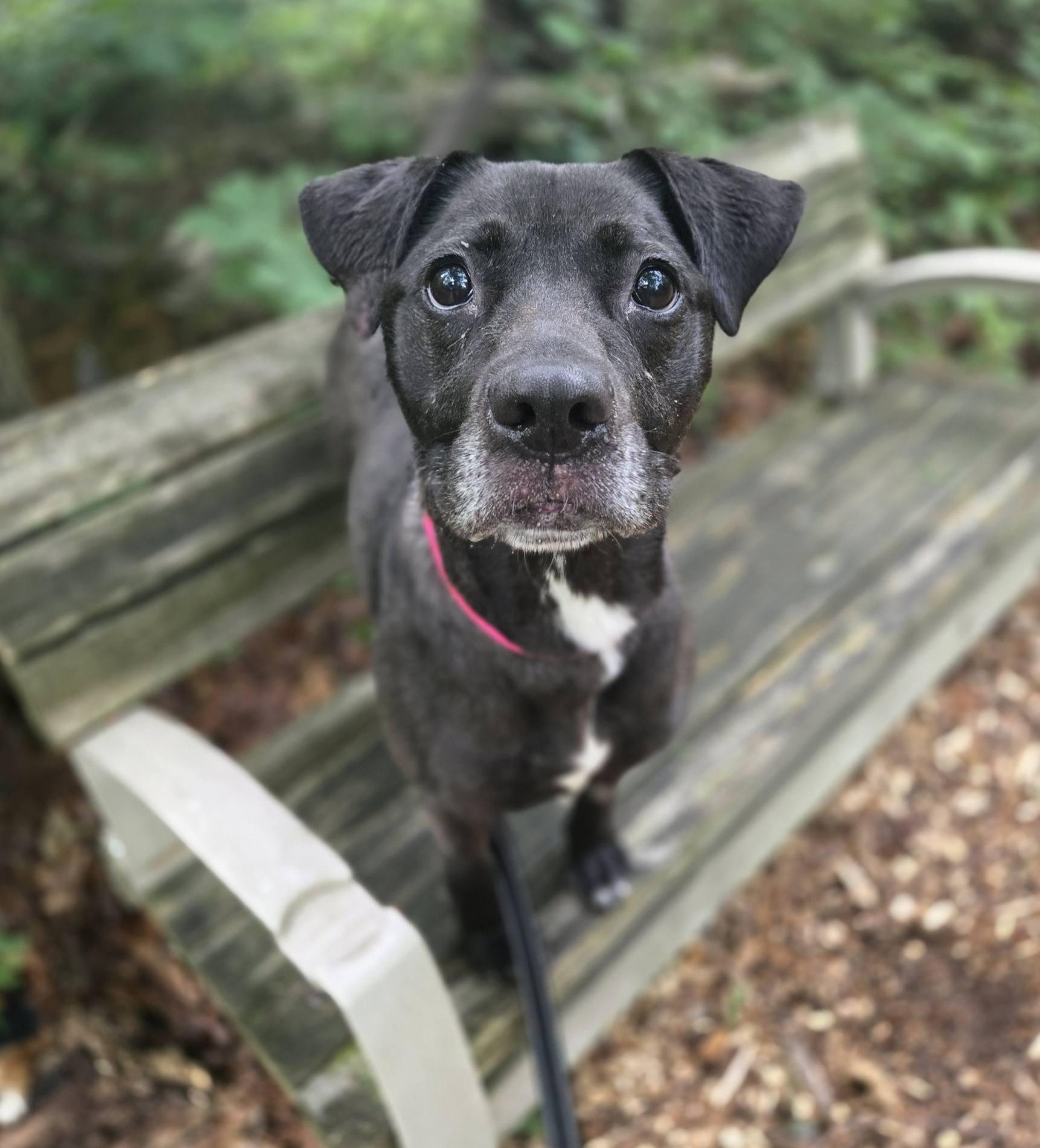 Jazzy, Young Female Mixed Breed