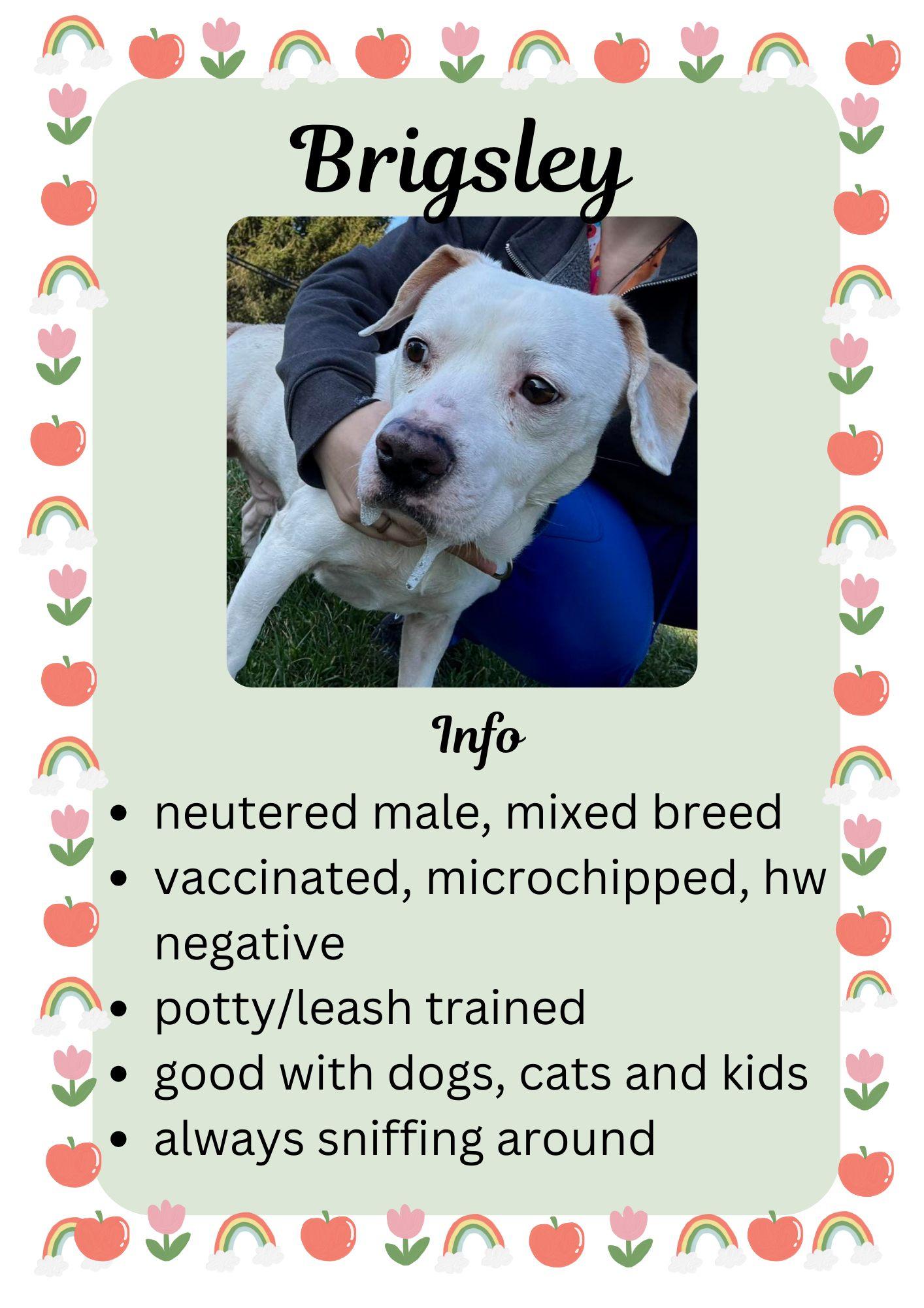 Enlarge Brigsley, a ADOPTABLE mixed breed in Greensburg, IN image 1/1