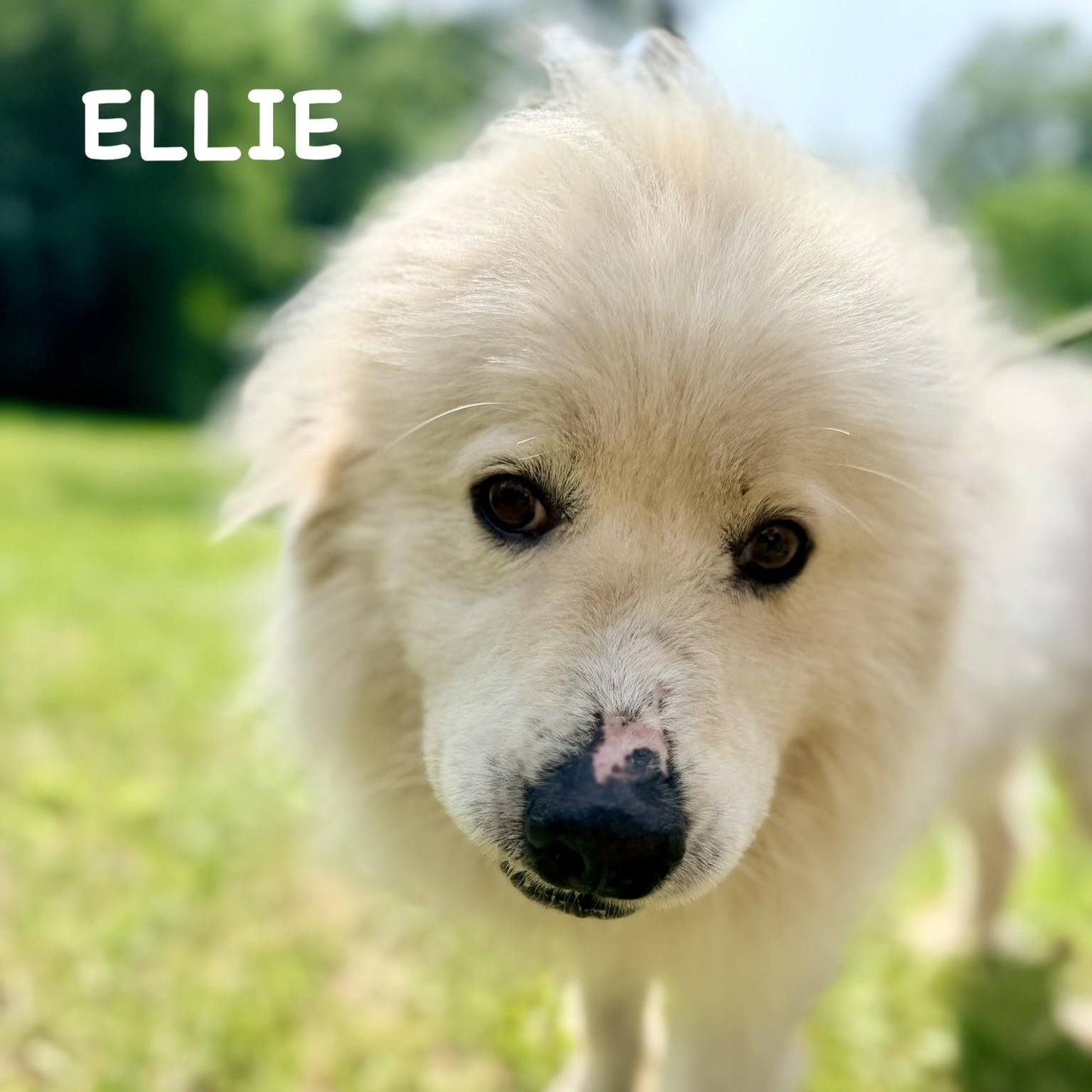 Enlarge Ellie - New to Rescue - Great Girl, a ADOPTABLE Great Pyrenees in Indianapolis, IN image 2/2