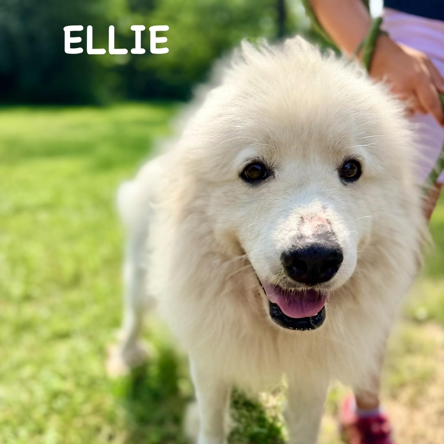 Ellie - New to Rescue - Great Girl, ADOPTABLE, Adult Female Great Pyrenees.