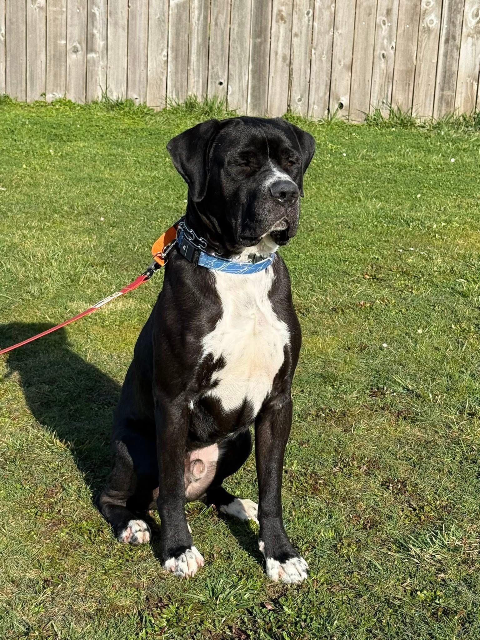 Eeyore, ADOPTABLE, Adult Male Bullmastiff & Mastiff.
