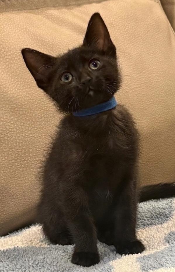 Domino, ADOPTABLE, Kitten Male Domestic Short Hair.