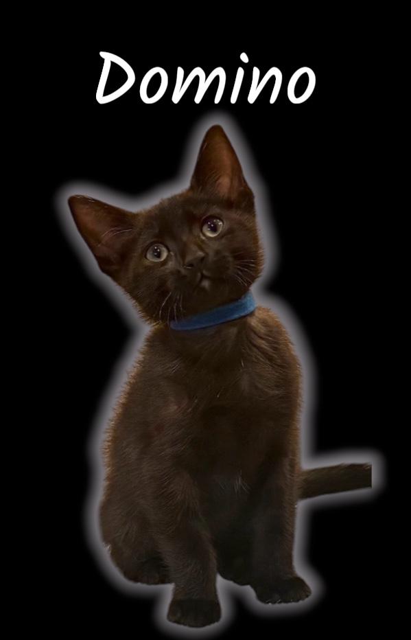 Enlarge Domino, a ADOPTABLE Domestic Short Hair in Auburn, CA image 2/2