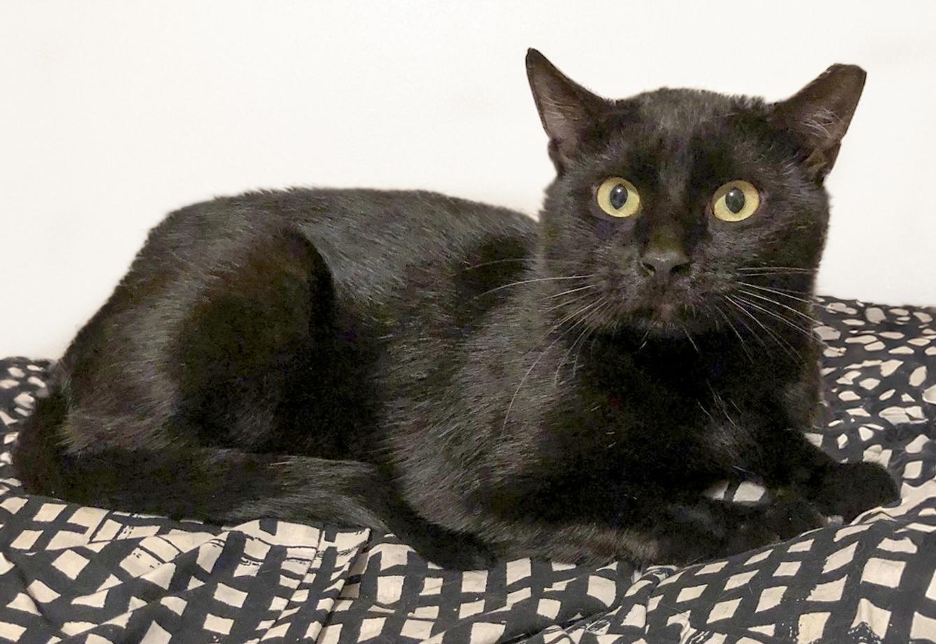 Enlarge Bailey, a Adoptable Domestic Short Hair in Weehawken, NJ image 2/4