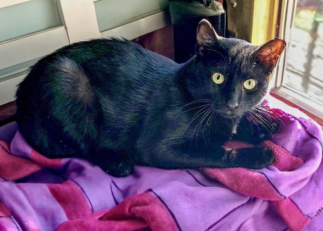 Bailey, Adoptable, Young Male Domestic Short Hair.