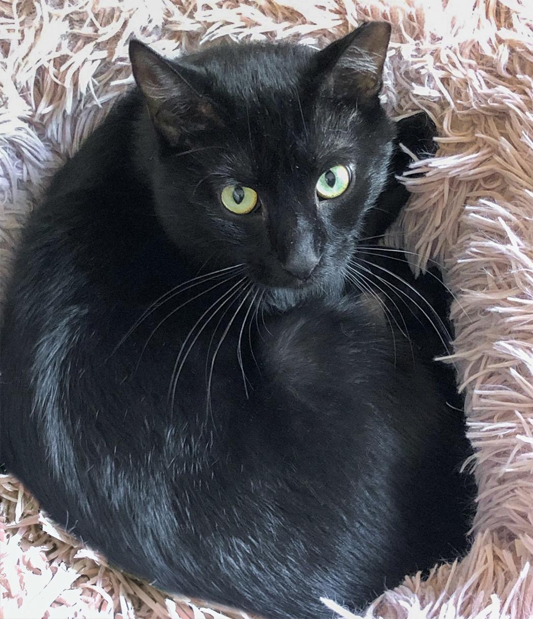 Enlarge Bailey, a Adoptable Domestic Short Hair in Weehawken, NJ image 3/4