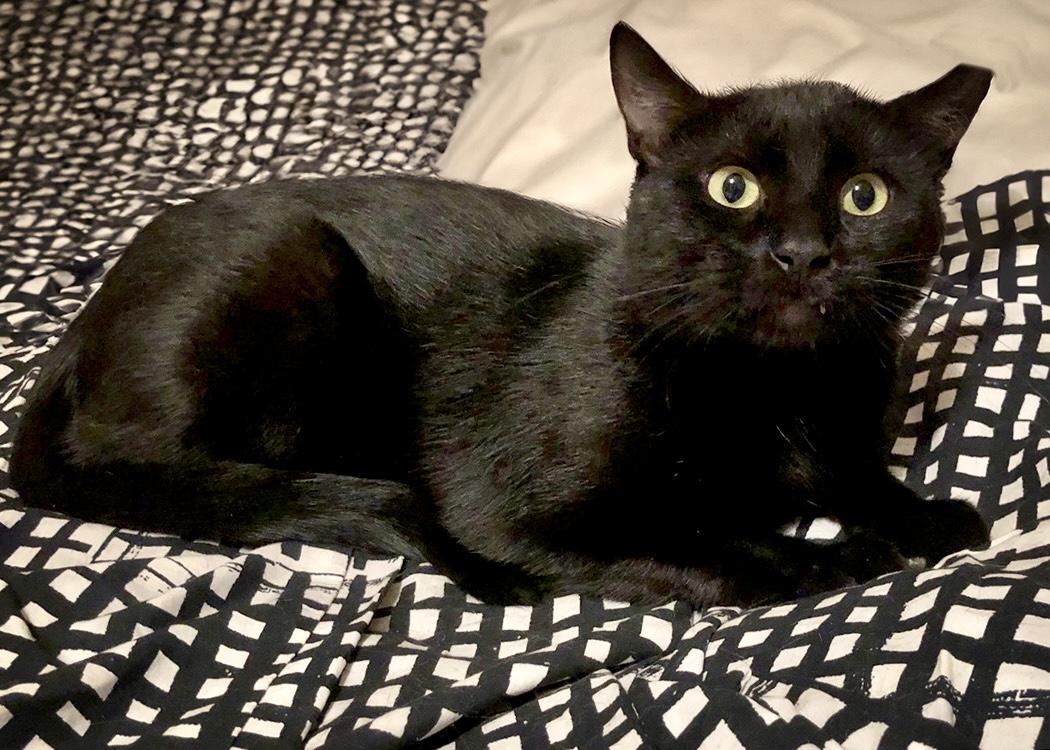 Enlarge Bailey, a Adoptable Domestic Short Hair in Weehawken, NJ image 4/4