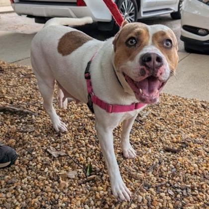 Enlarge Tanner, a Adoptable mixed breed in Richmond, VA image 1/3