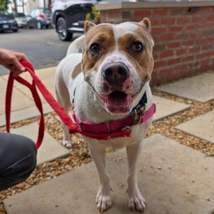 Enlarge Tanner, a Adoptable mixed breed in Richmond, VA image 2/3