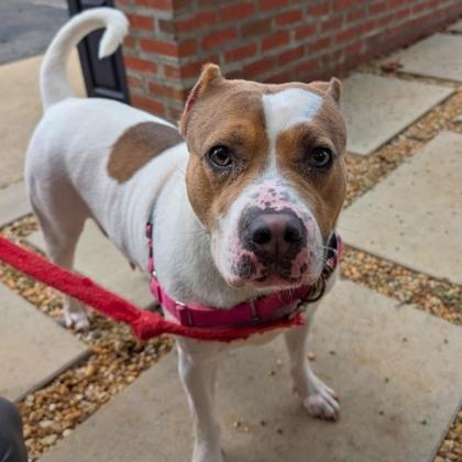 Enlarge Tanner, a Adoptable mixed breed in Richmond, VA image 3/3