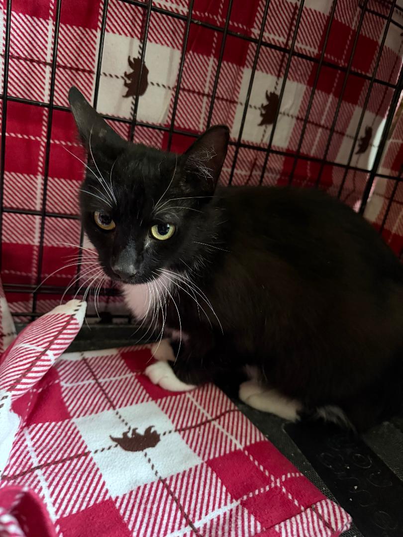 Luna, ADOPTABLE, Adult Female Domestic Short Hair.