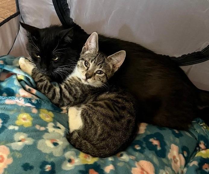 Luna, ADOPTABLE, Adult Female Domestic Short Hair.