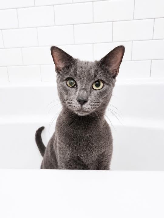Clarabelle, a Adoptable Domestic Short Hair in Pickerington, OH image 3/6