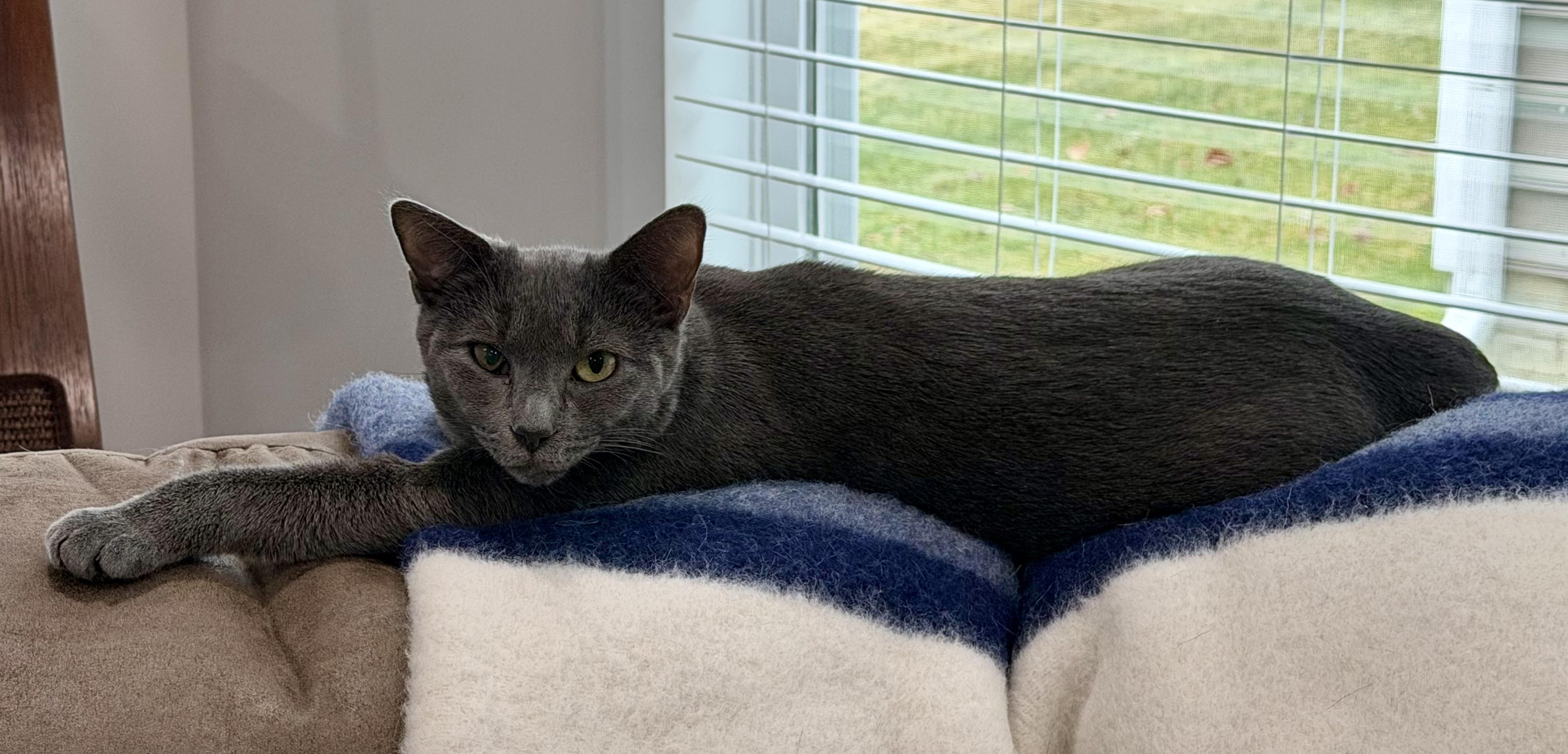 Enlarge Clarabelle, a Adoptable Domestic Short Hair in Pickerington, OH image 5/6