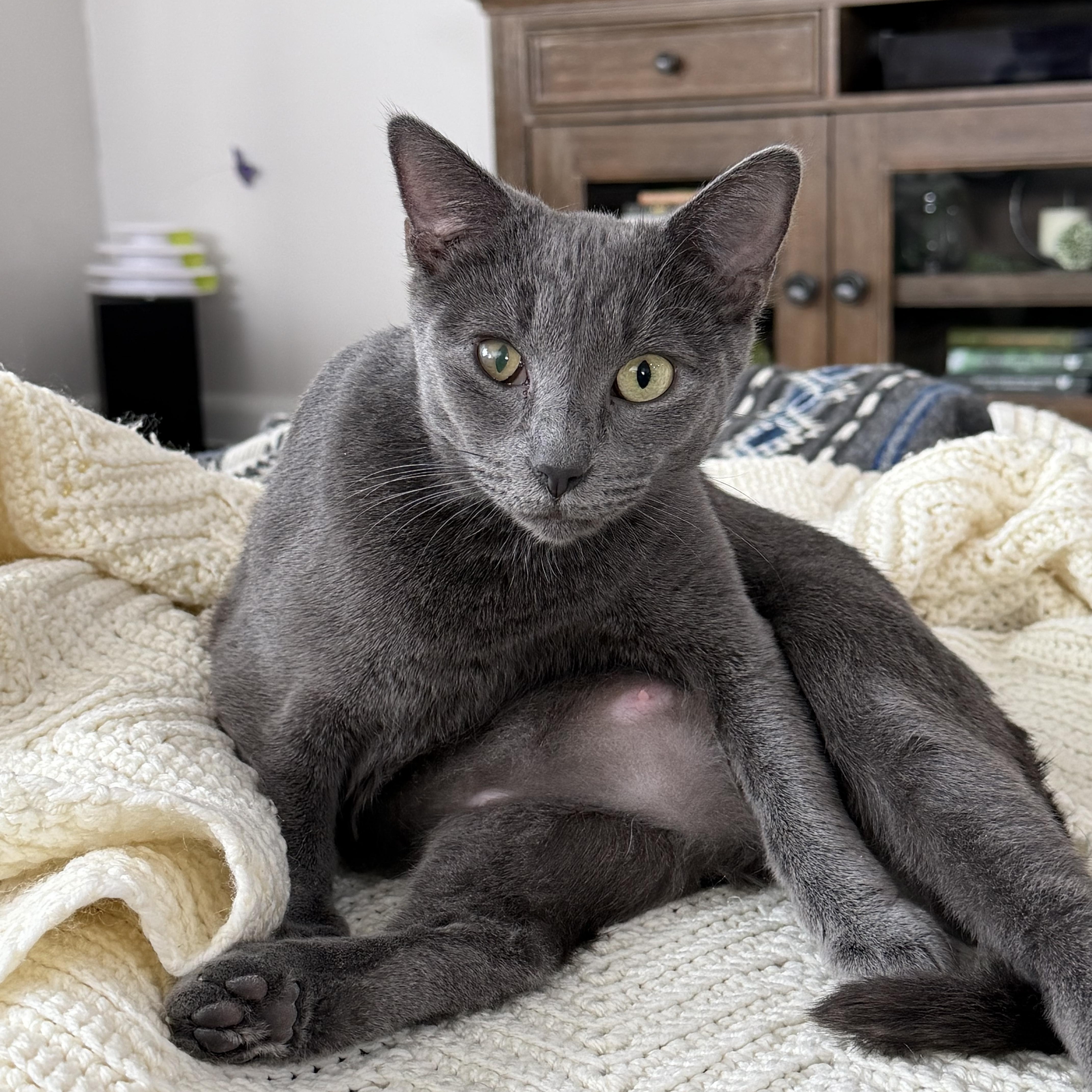 Enlarge Clarabelle, a Adoptable Domestic Short Hair in Pickerington, OH image 2/6