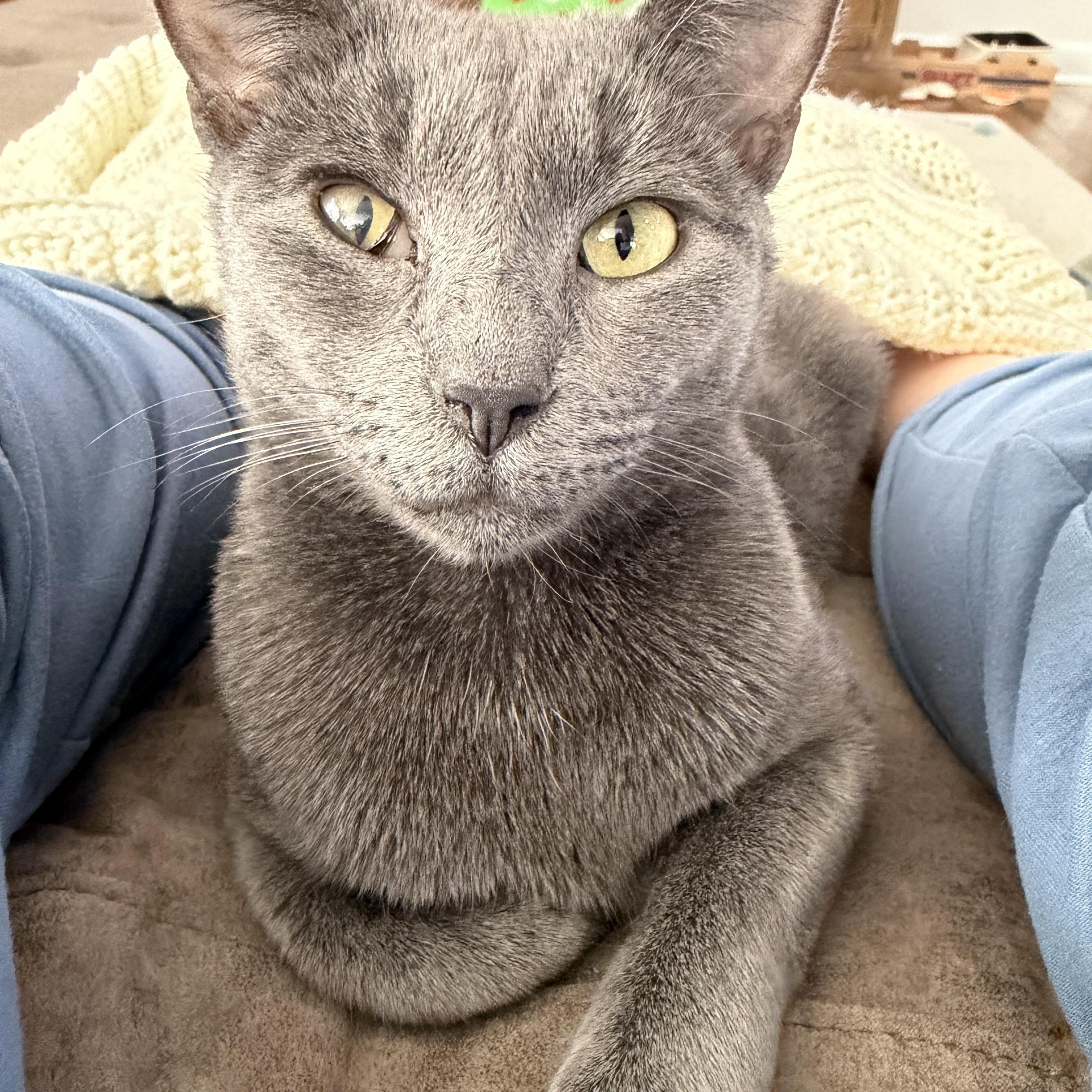 Enlarge Clarabelle, a Adoptable Domestic Short Hair in Pickerington, OH image 1/6