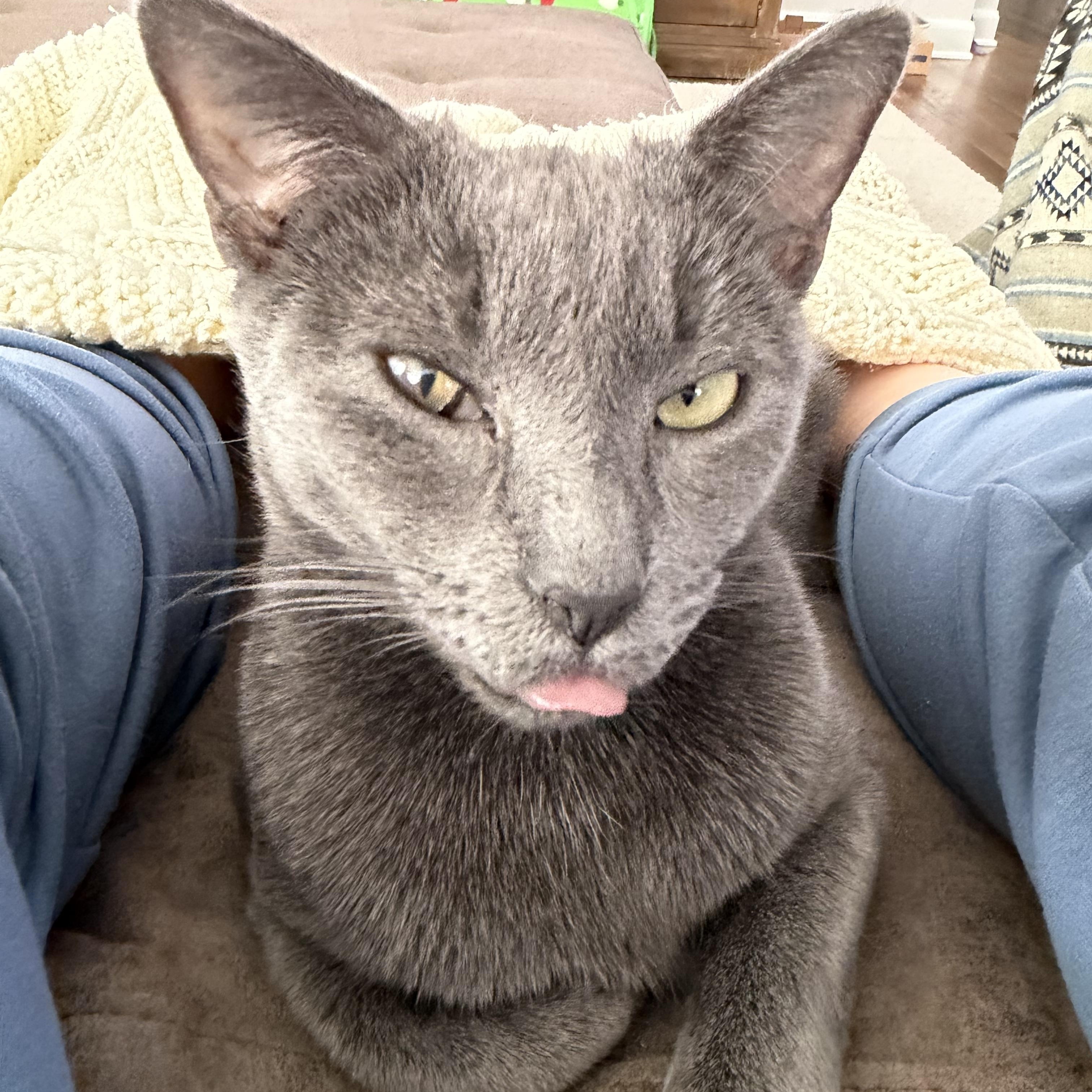 Enlarge Clarabelle, a Adoptable Domestic Short Hair in Pickerington, OH image 4/6