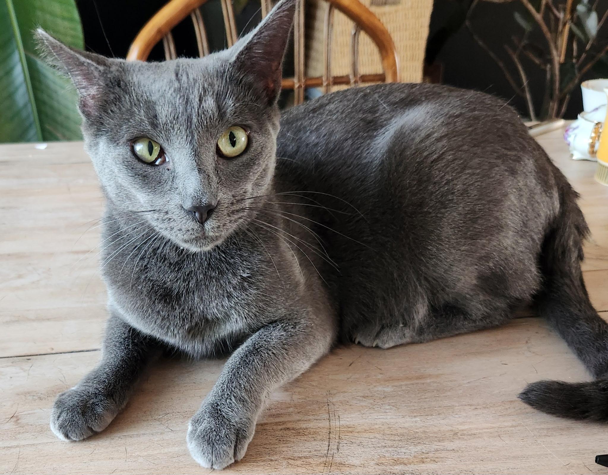 Clarabelle, a Adoptable Domestic Short Hair in Pickerington, OH image 3/6