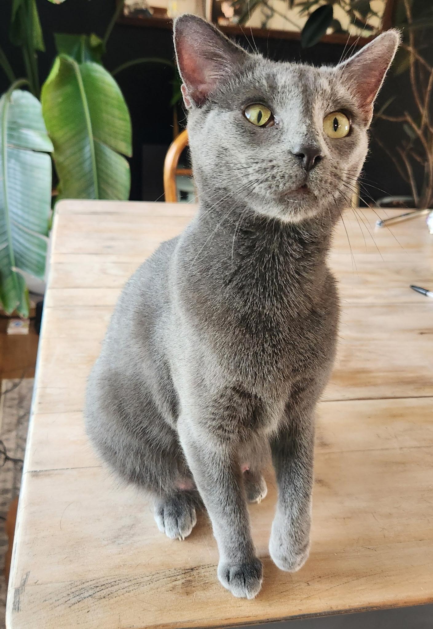 Clarabelle, Adoptable, Adult Female Domestic Short Hair.