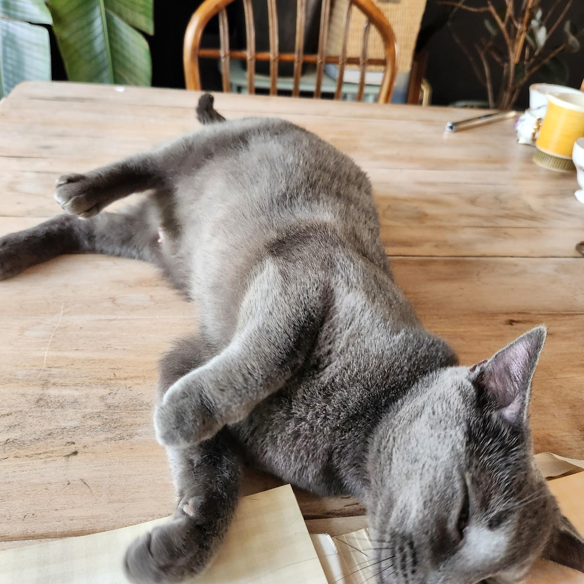 Clarabelle, a Adoptable Domestic Short Hair in Pickerington, OH image 2/6